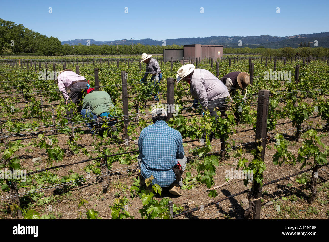 Weingut Arbeiter, beschneiden Weinreben, beschneiden Weinreben, Reben, Wein Weinberg, Weinberg, Weingut, Kaminecke, Rutherford, Napa Valley, Kalifornien Stockfoto