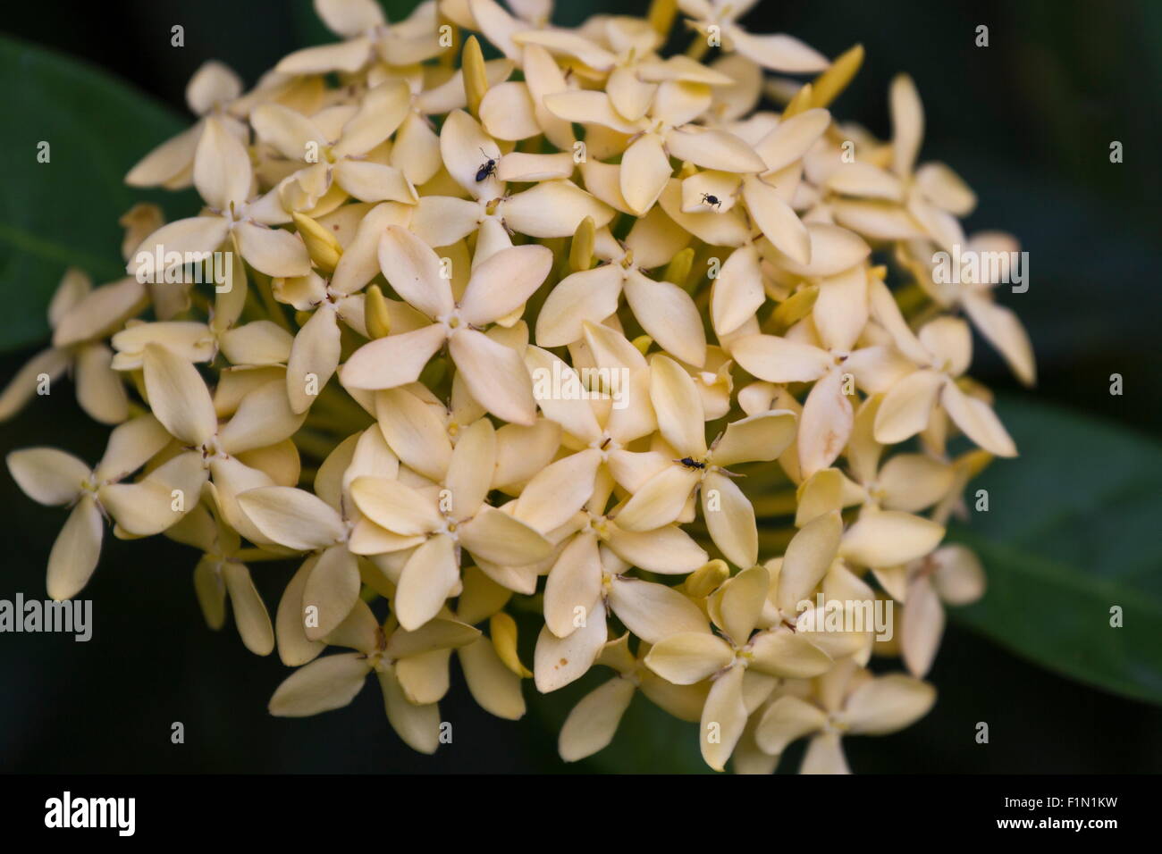 Dschungel Geranie (Ixora Coccinea). Close-up. gelbe Farbe. Stockfoto