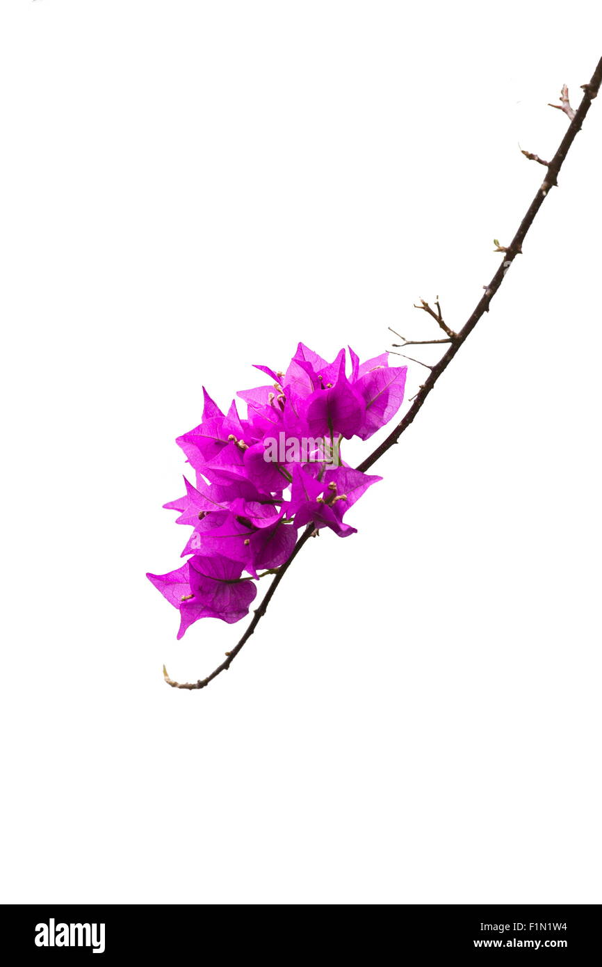 schöne Farbe Blumen Bougainvillea auf weißen Hintergrund isoliert Stockfoto