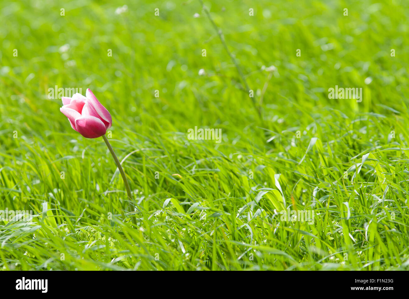 eine rosa-weiße Tulpe in Grünland Stockfoto