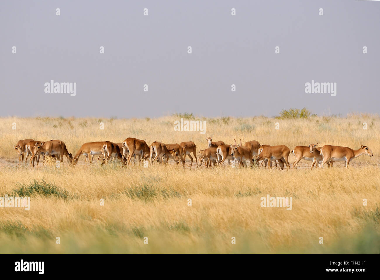 Wilde Saiga-Antilopen im Sommer morgens steppe Stockfoto