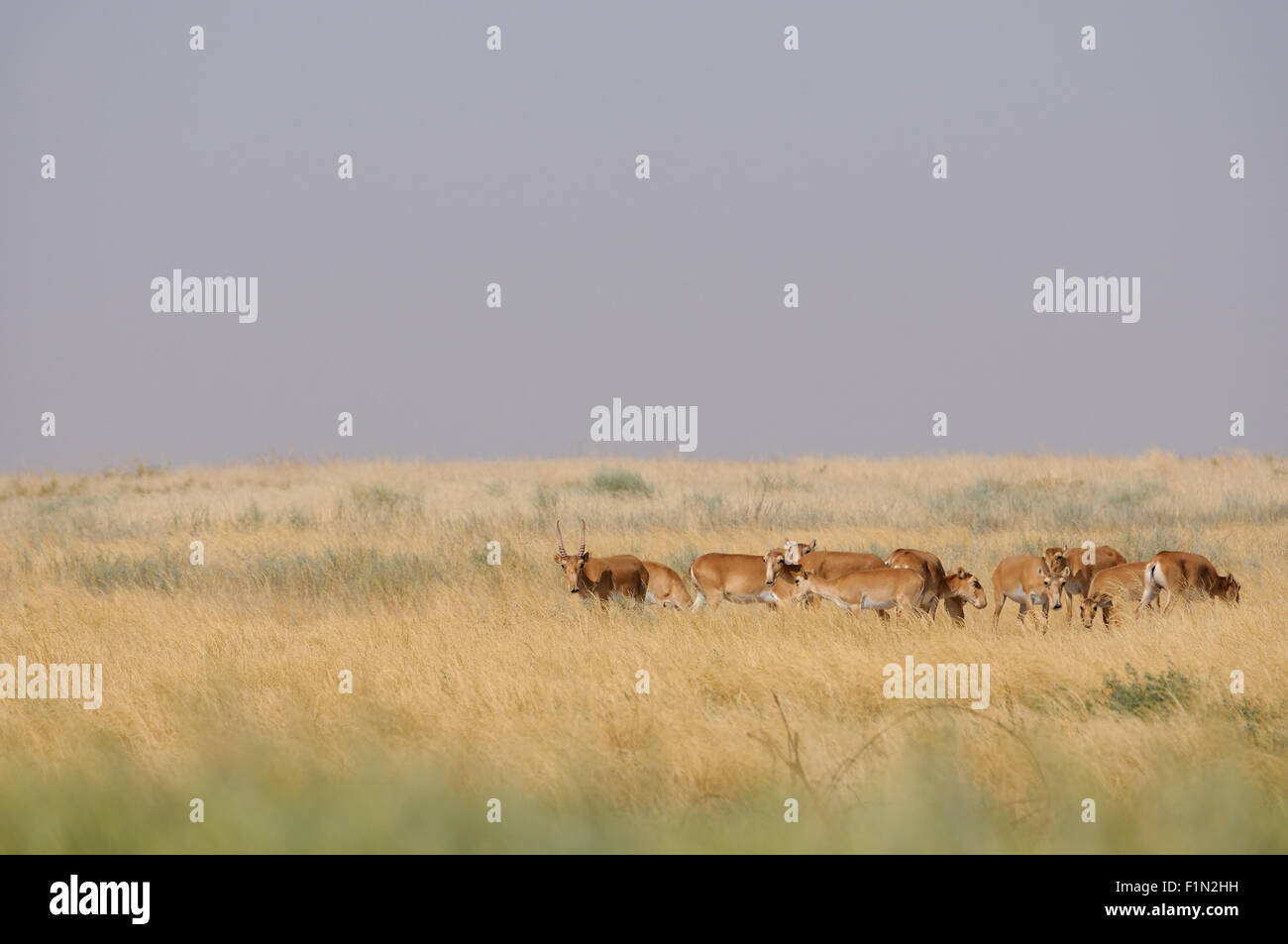 Wilde Saiga-Antilopen im Sommer morgens steppe Stockfoto