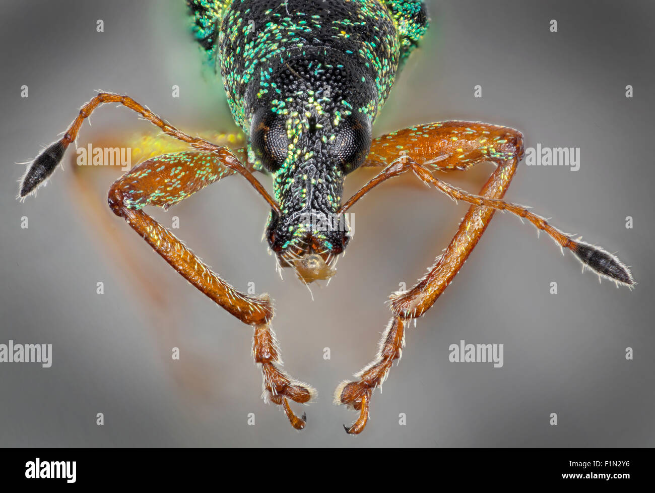 Grüne Brennessel Rüsselkäfer, Phyllobius Pomaceus Gyllenhal, hohe Makro-Ansicht von Gesicht und Mund Stockfoto