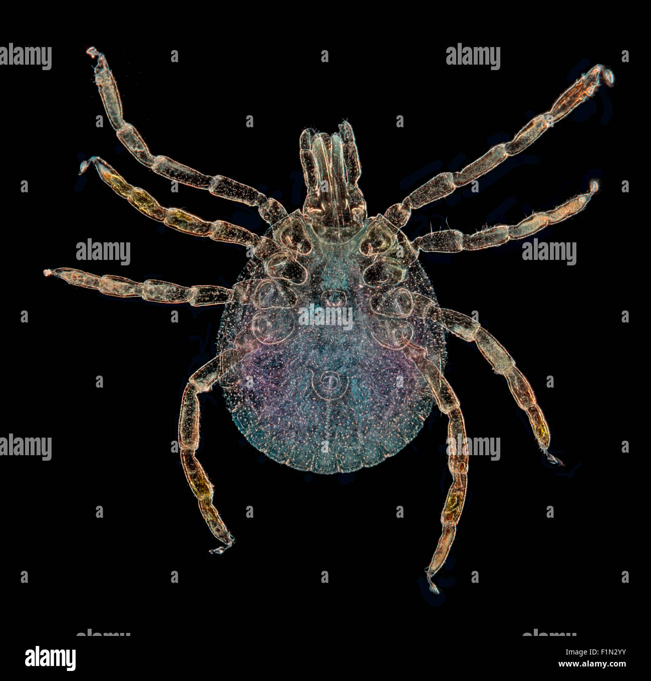Amblyomma Americanum oder lone star Tick, Dunkelfeld Mikrophotographie Stockfoto