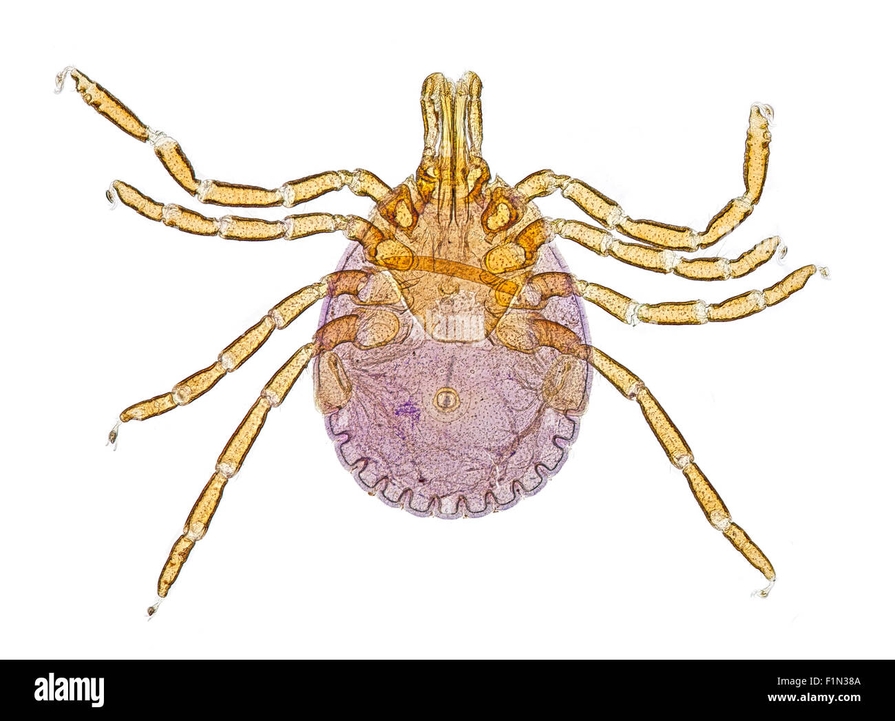 Amblyomma Americanum oder lone star Tick Hellfeld Mikrophotographie Stockfoto
