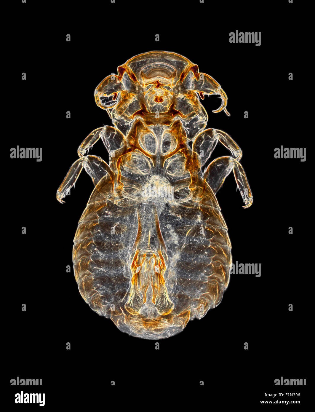 Ekto-Parasiten Laus von einem Pfau, Dunkelfeld Mikrophotographie, aus einer Folie von Amos Topping, einem renommierten Dia-Aufbereiter & mounter Stockfoto