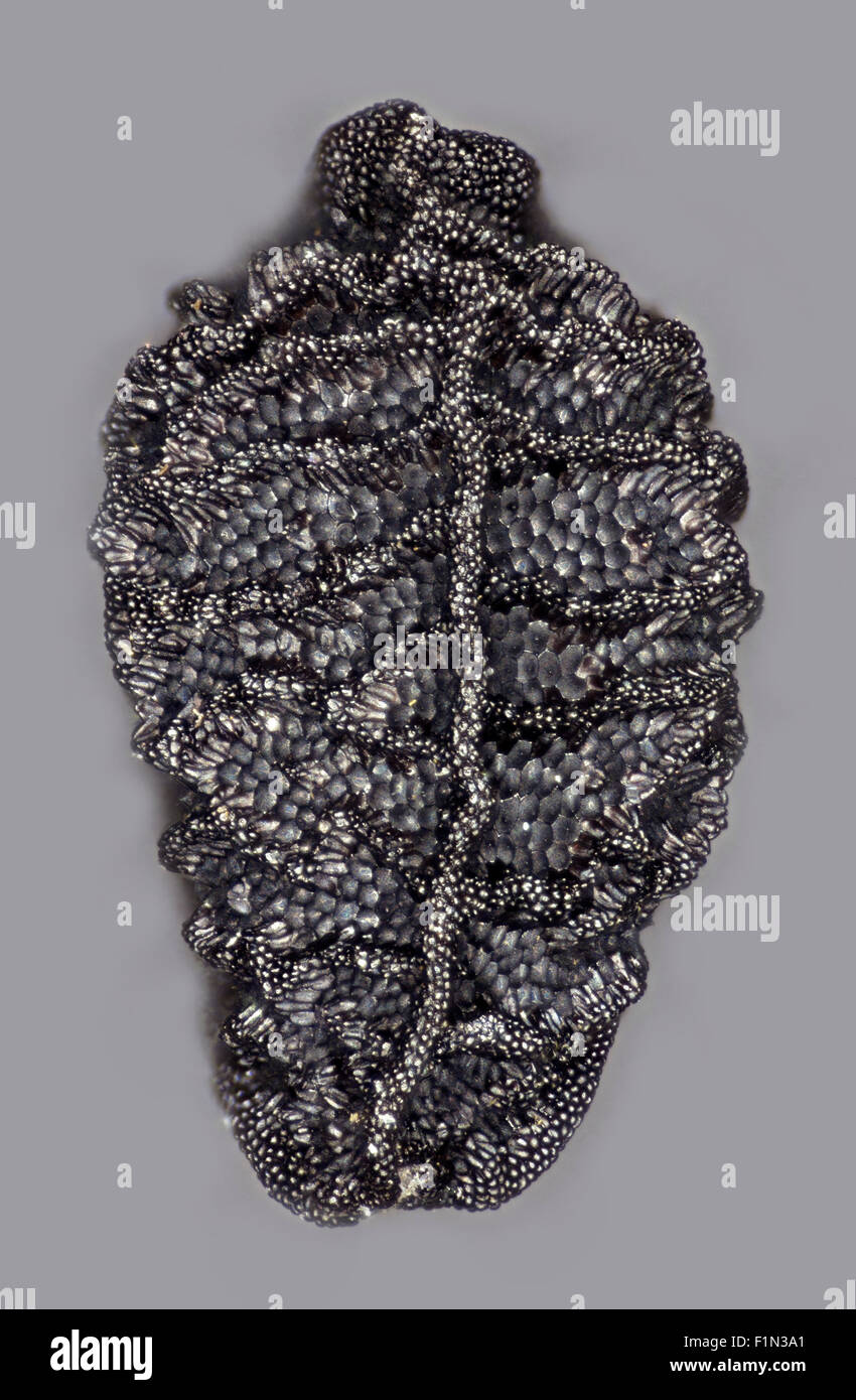 Nigella Blüte Samen außen Oberflächendetails, stark vergrößert, hohe Makro-Ansicht, Stockfoto