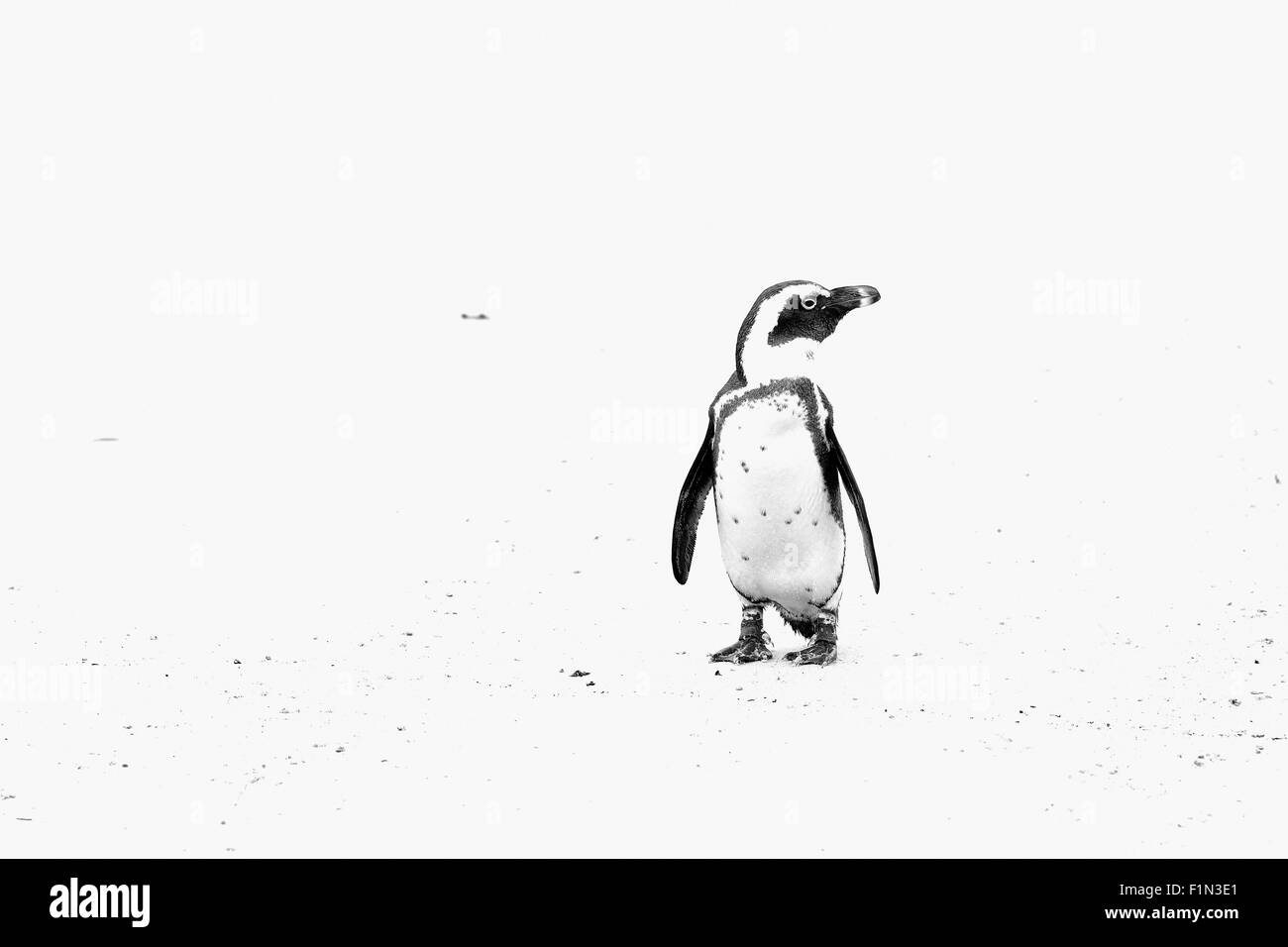 Südafrika, Boulders Beach, Jackass Penguin Stockfoto