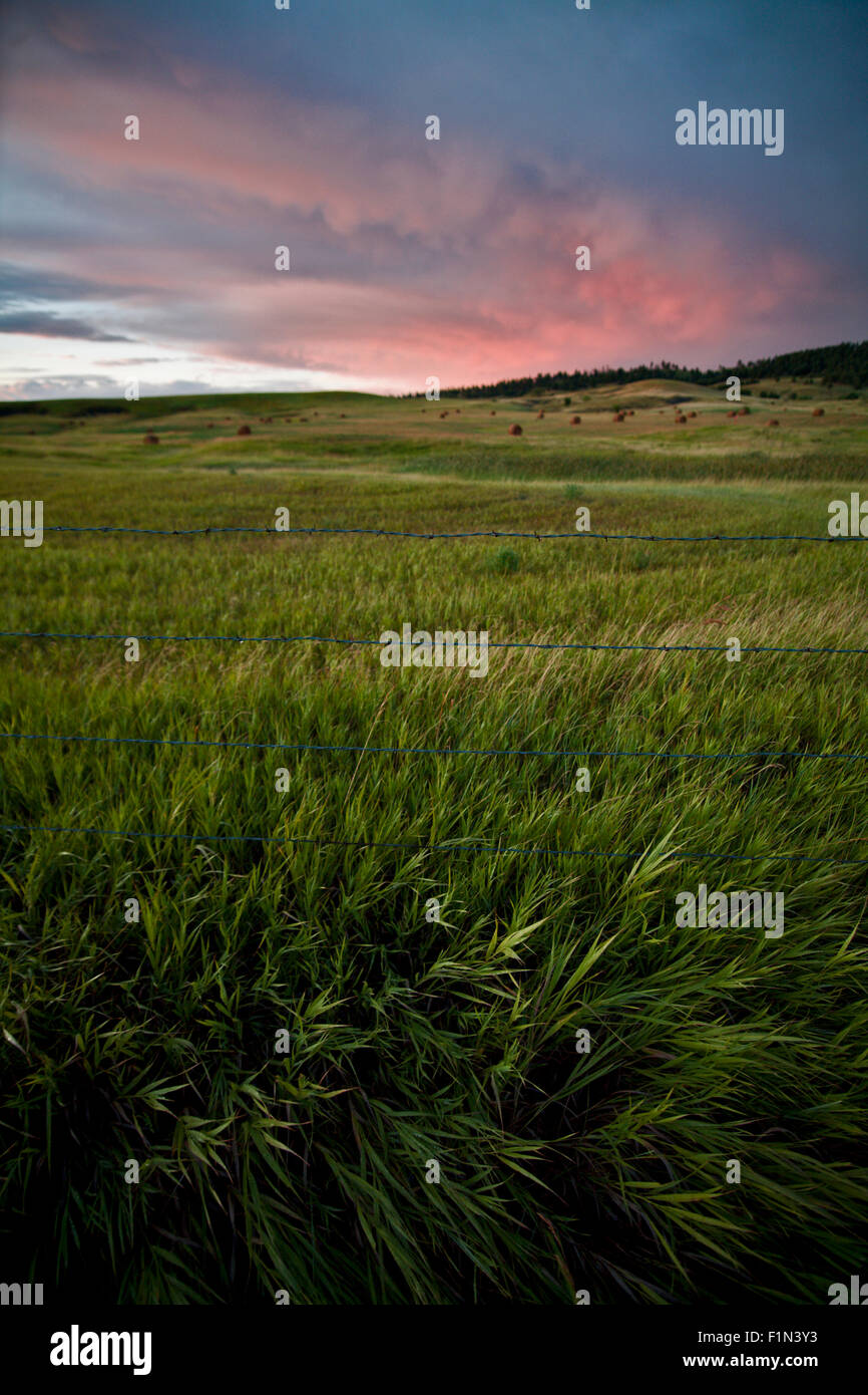 Blick über ein Feld der Gräser wiegen sich im Handumdrehen mit einem schönen Sonnenuntergang am fernen Horizont Stockfoto