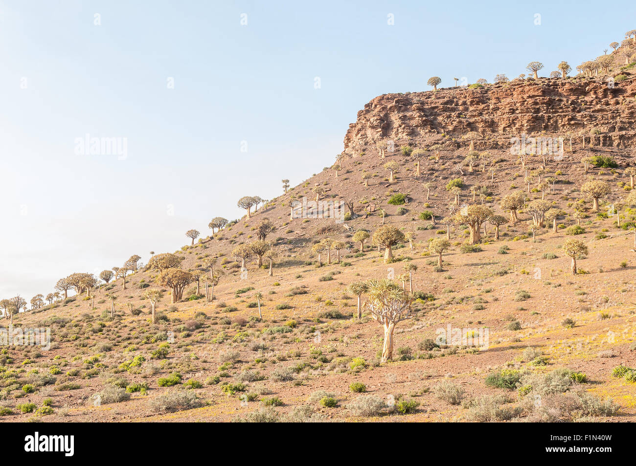 Tausende von Köcherbäume (Aloe Dichotoma) säumen die Hügel in den Köcherbaumwald in Gannabos nahe Nieuwoudtville im Norden Stockfoto