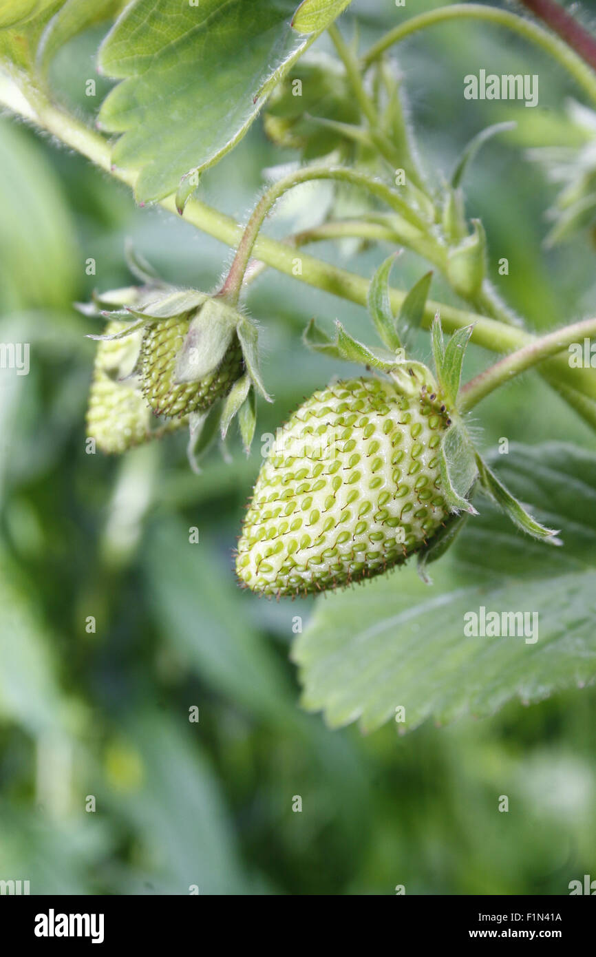 Bild der Erdbeere Reifung auf Pflanze Fragaria x ananassa Stockfoto