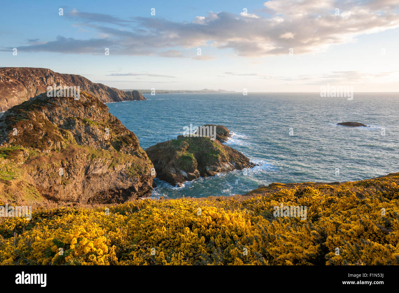 Schöne Landschaft im Norden Pembrokeshire. Gelber Ginster blühen auf Klippen am Ynys Melyn, Pwll Deri. Stockfoto