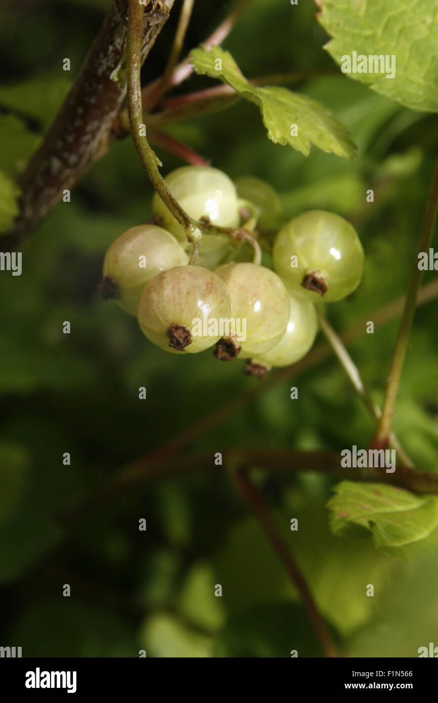 Johannisbeer-Früchte Reifen auf Bush Ribes rubrum Stockfoto