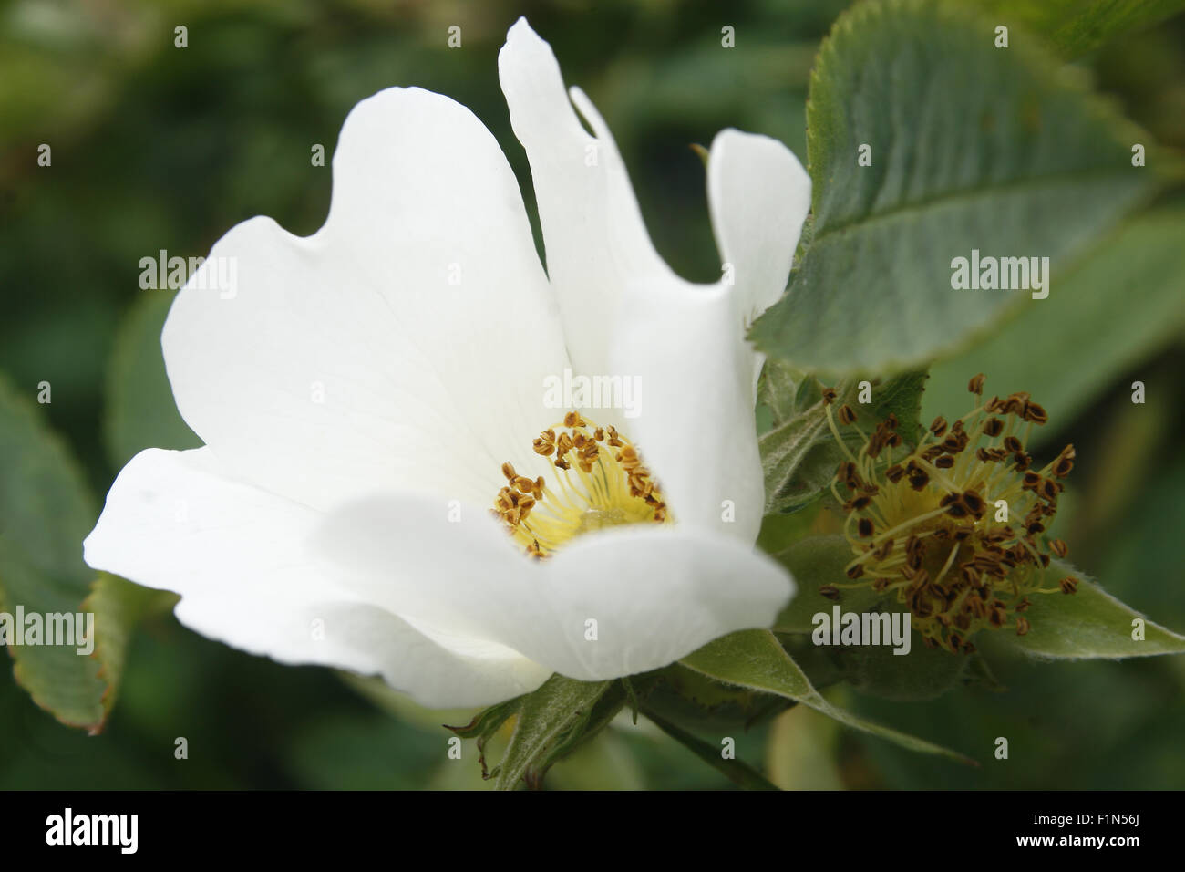 Bild der weißen Rose Blume rosa Stockfoto