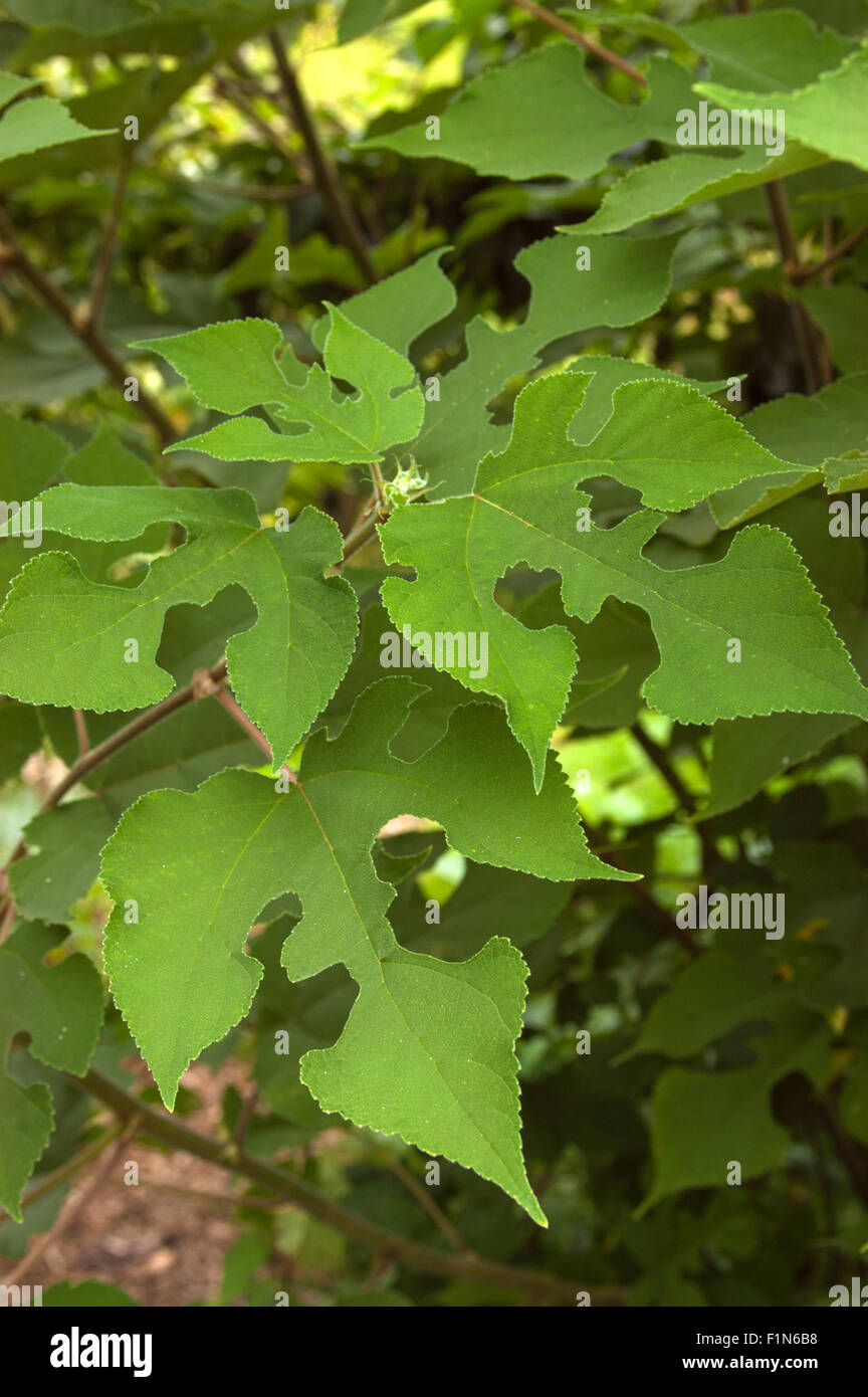 Papier Maulbeerbäume Broussonetia Papyrifera, Sy Morus papyrifera Stockfoto