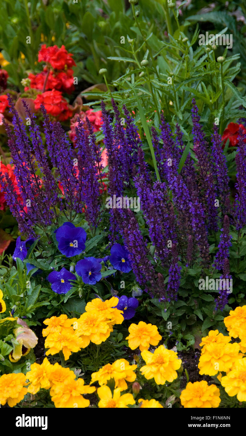 Salvia Nemorosa ' Caradonna mit Stiefmütterchen und Ringelblume und Geranium, Shasta Daisy im Keim zu ersticken Stockfoto