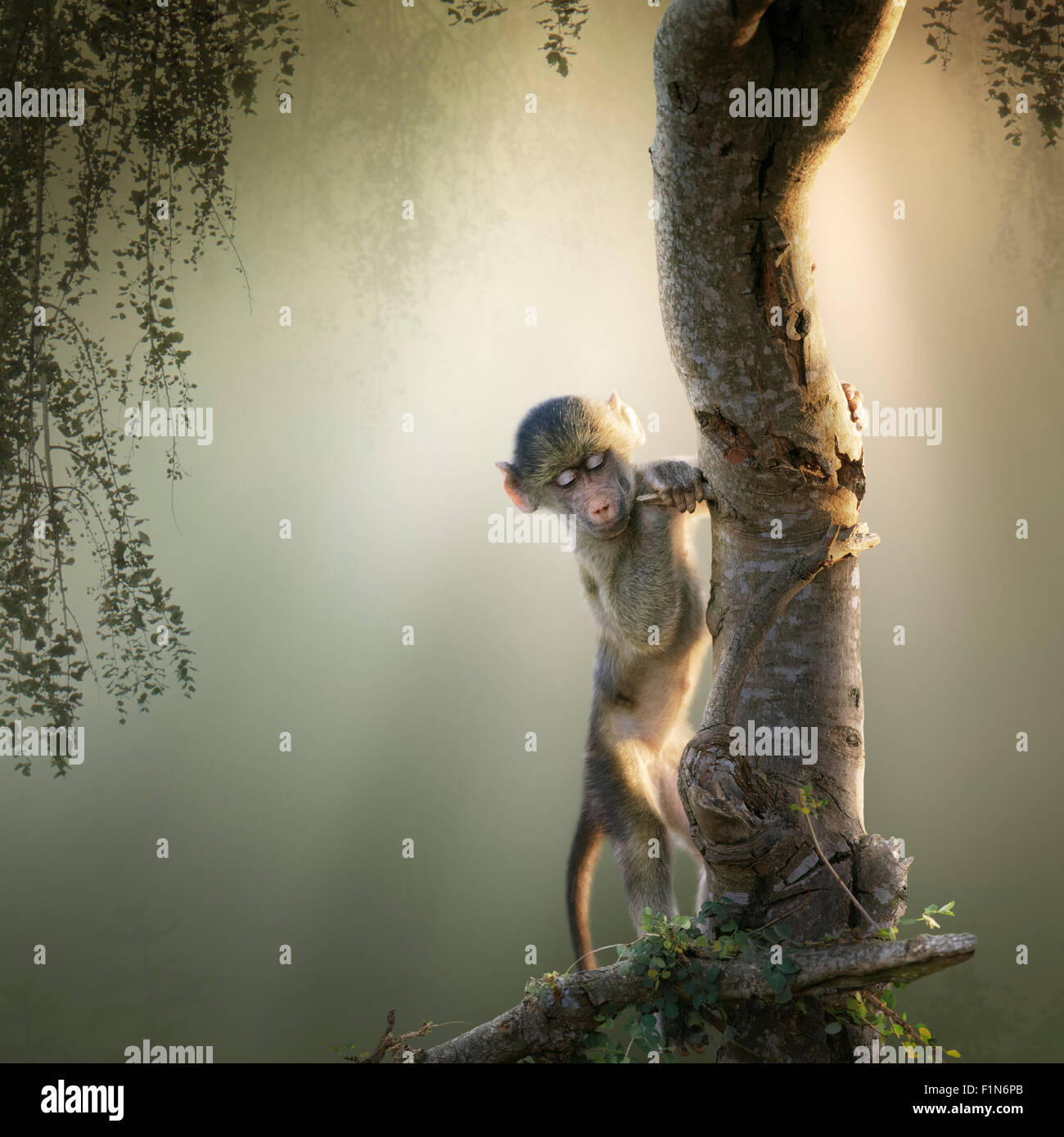Baby Chacma Pavian spielen in einem Baum mit Sonnenstrahlen von der Rückseite (Digitalkunst) Stockfoto