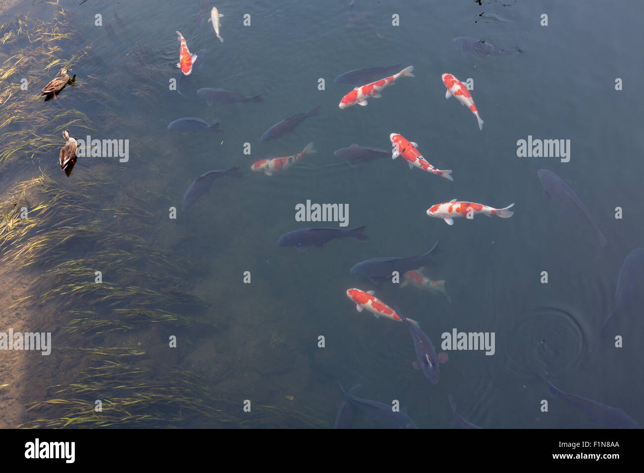 schwarz, orange und weiß Coi Fisch in ruhiger Fluss mit Enten Stockfoto