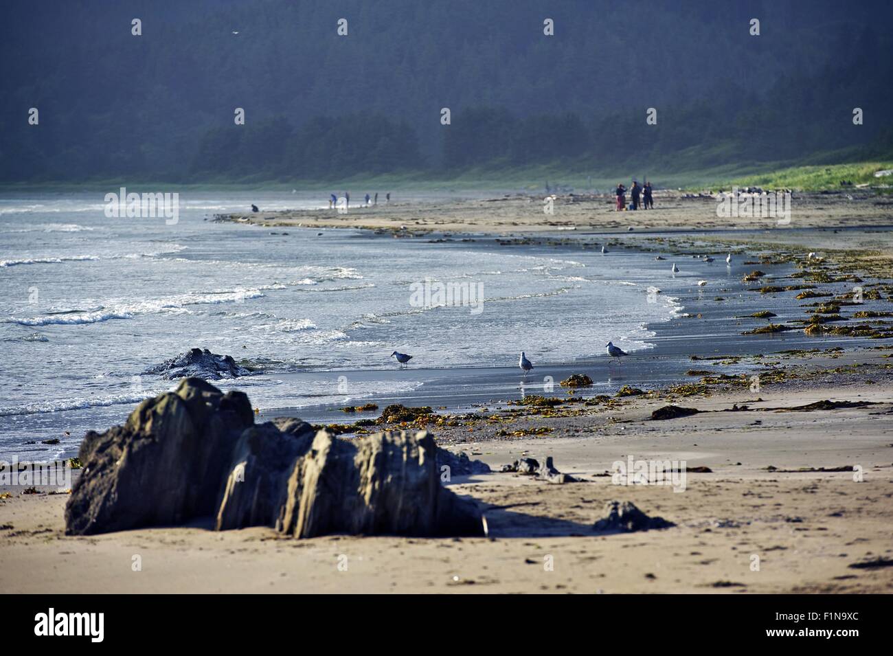 US-Bundesstaat Washington Olympic Halbinsel Pacific Beach. US-Bundesstaat Washington, Vereinigte Staaten. Stockfoto