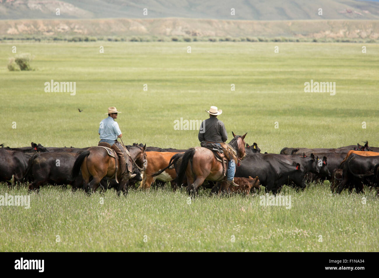 Walden, Colorado - Cowboys Rinder durch eine Weide auf einer Ranch unterhalb der Medicine Bow Berge bewegen. Stockfoto