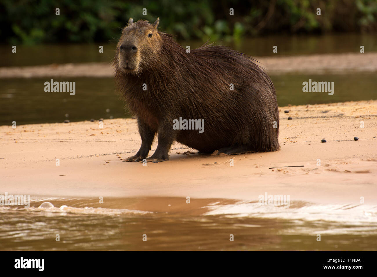Wasserschwein ist das größte Nagetier der Welt. Früher fand liegen an den Ufern der Flüsse im Pantanal von Mato Grosso Stockfoto