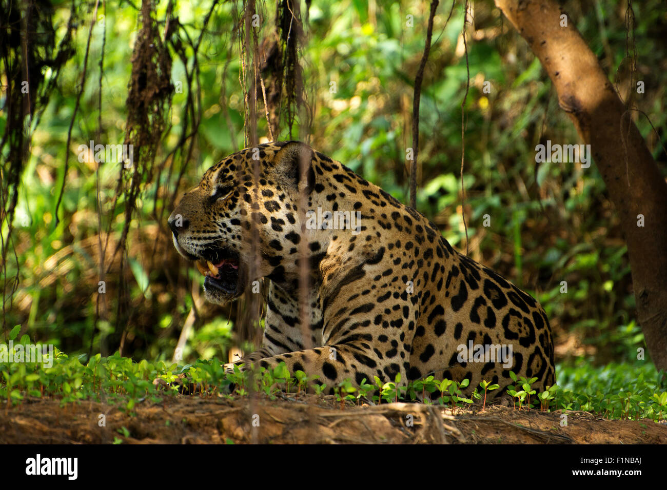 Jaguar (Panthera onca) die Region, die am Ufer des Flusses Três Irmãos im Landgut Mato Grosso liegt, wird Pantanal genannt. Stockfoto