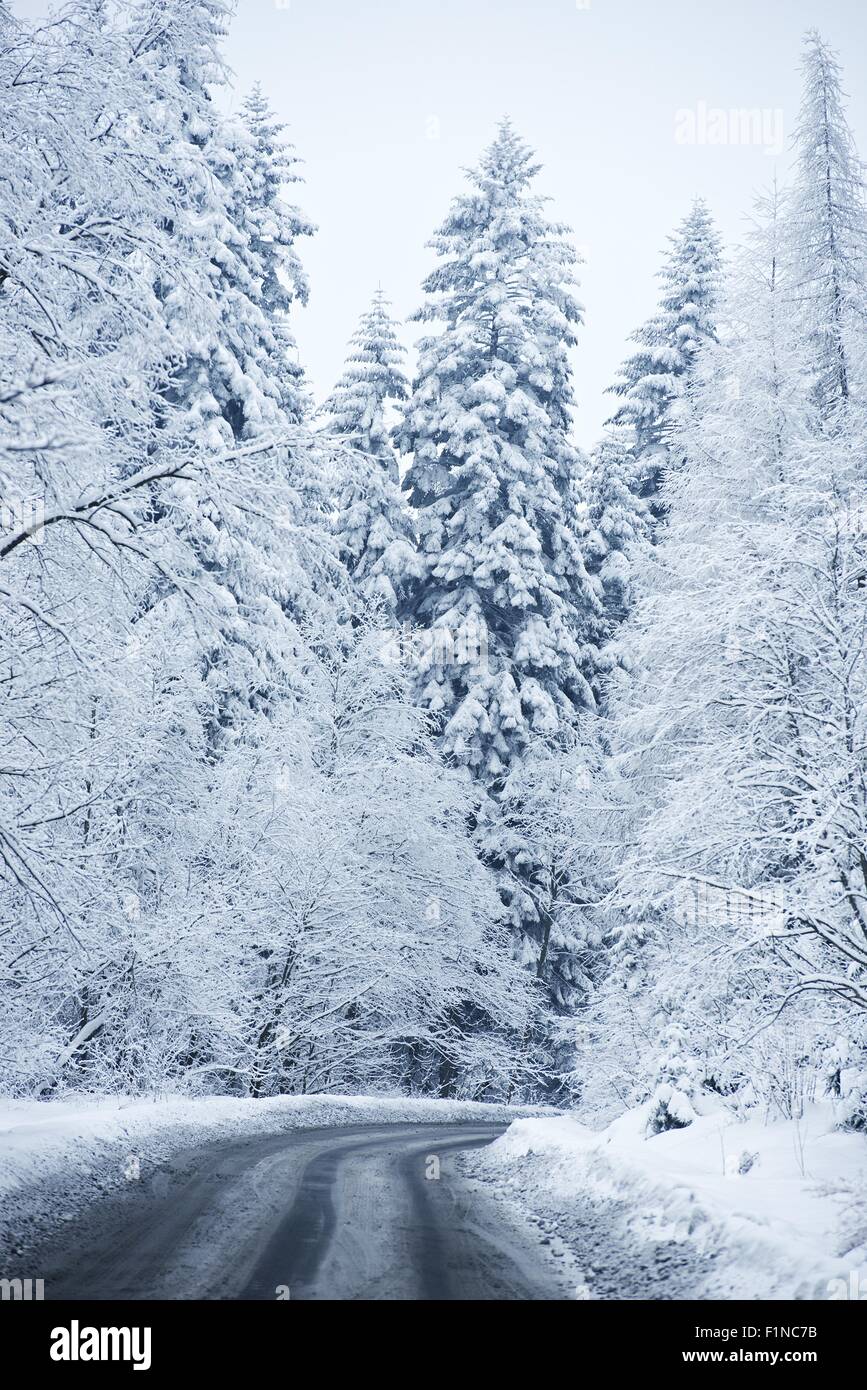 Winterlandschaft - Forststraße. Winterlandschaft-Thema. Kiefern, die mit schweren Schnee bedeckt. Natur-Fotografie-Sammlung. Stockfoto