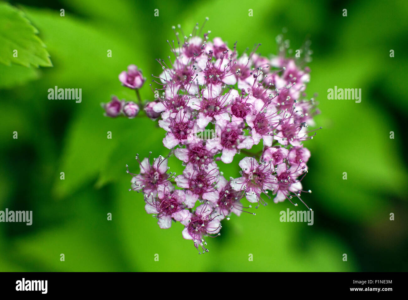 Spiraea Japonica ist eine sommergrüne, mehrjährige Strauch nach Japan, China und Korea Stockfoto