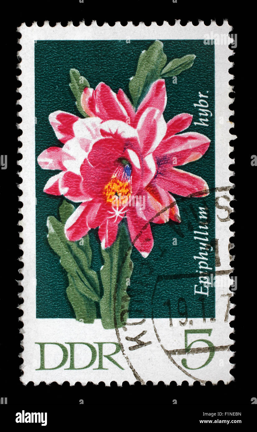 Gedruckt in DDR Stempel zeigt Epiphyllum, blühenden Kaktus Pflanze, ca. 1970 Stockfoto