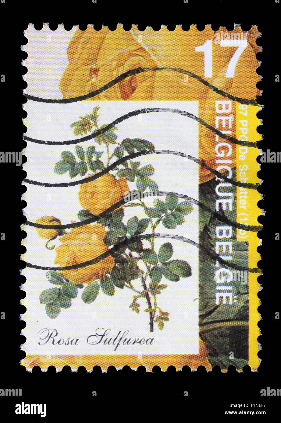 Stempel von Belgien gedruckt zeigt Rose, Rosa Sulfurea, ca. 1997. Stockfoto