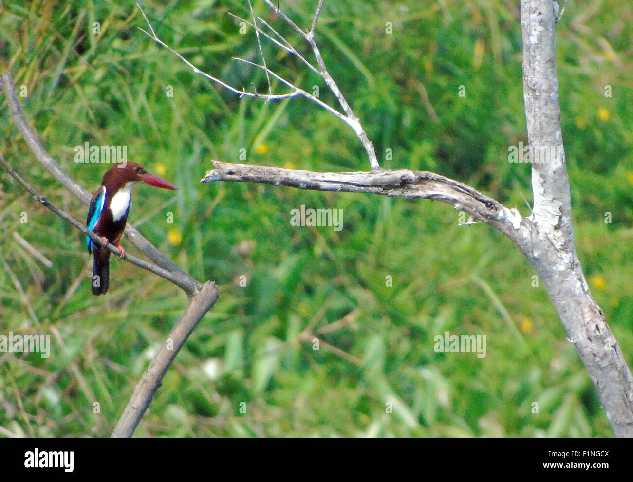 Bintan, Kepri, Indonesien. 5. Sep, 2015. BINTAN ISLAND, Indonesien - SEPTEMBER 05: Der weiße-throated Eisvogel (Halcyon Smyrnensis) auch bekannt als weißes-breasted Kingfisher oder Smyrna Eisvogel ist ein Baum Eisvogel, weit verbreitet in Asien von der Türkei östlich durch den indischen Subkontinent auf die Philippinen in Bintan Island, Indonesien am 05 September 215 gesehen. Diese Eisvogel lebt auf einem Großteil seiner Palette, obwohl einige Populationen weit Bewegungen machen können. Es oft befindet sich weit entfernt von Wasser wo es ernährt sich von eine Vielzahl von Beute, die kleine Reptilien, enthält eine Stockfoto