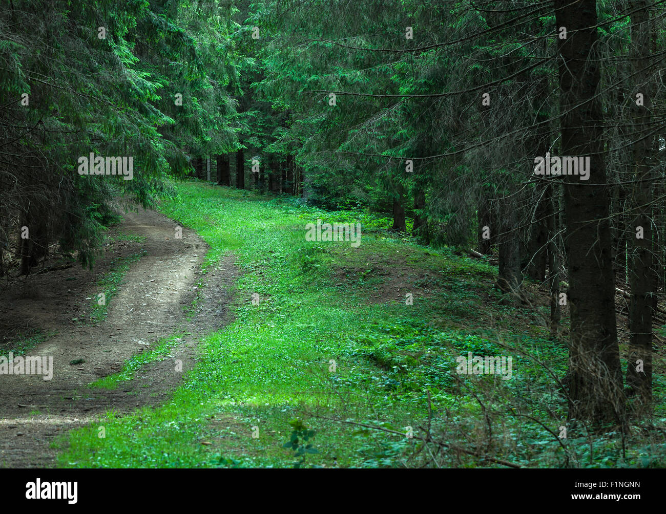 Sommer Landschaft Kiefernwald in den Karpaten Stockfoto