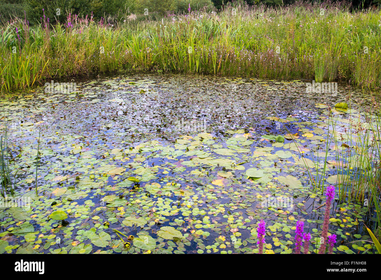 Foto von einem großen Naturteich gepflanzt und ein hohes Maß an Biodiversität unterstützen soll. Stockfoto