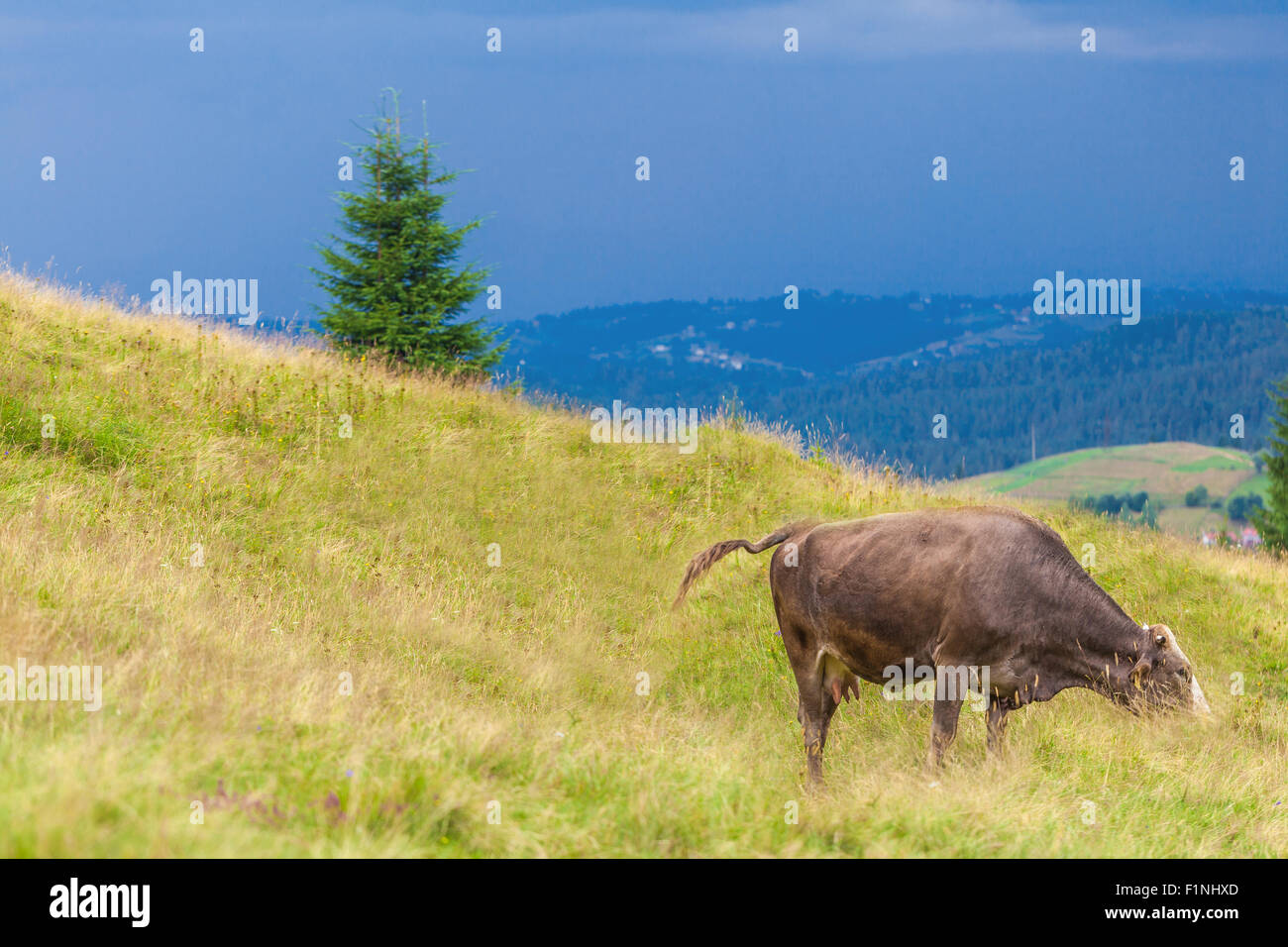 Kuh frisst Grass in den Karpaten Stockfoto