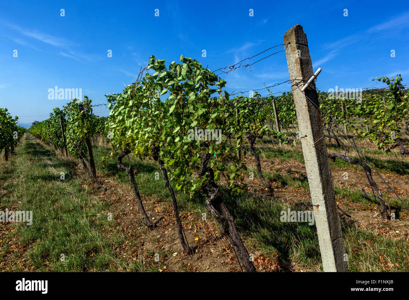 Wein-Region Slovacko, Blatnice pod Svatym Antoninkem Trauben im Weinberg, Süd-Mähren, Tschechische Republik, Europa Stockfoto