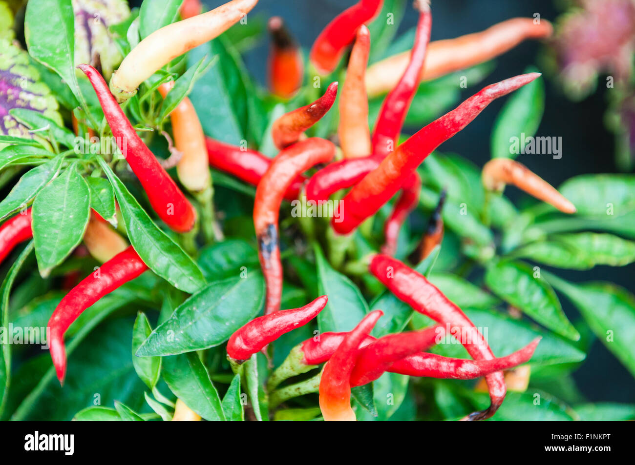 African Birds Eye Chili Stockfotos und -bilder Kaufen - Alamy