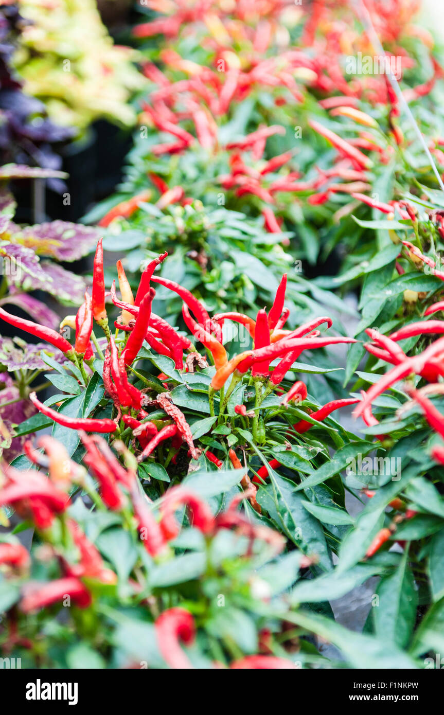 Chili scoville scale -Fotos und -Bildmaterial in hoher Auflösung – Alamy