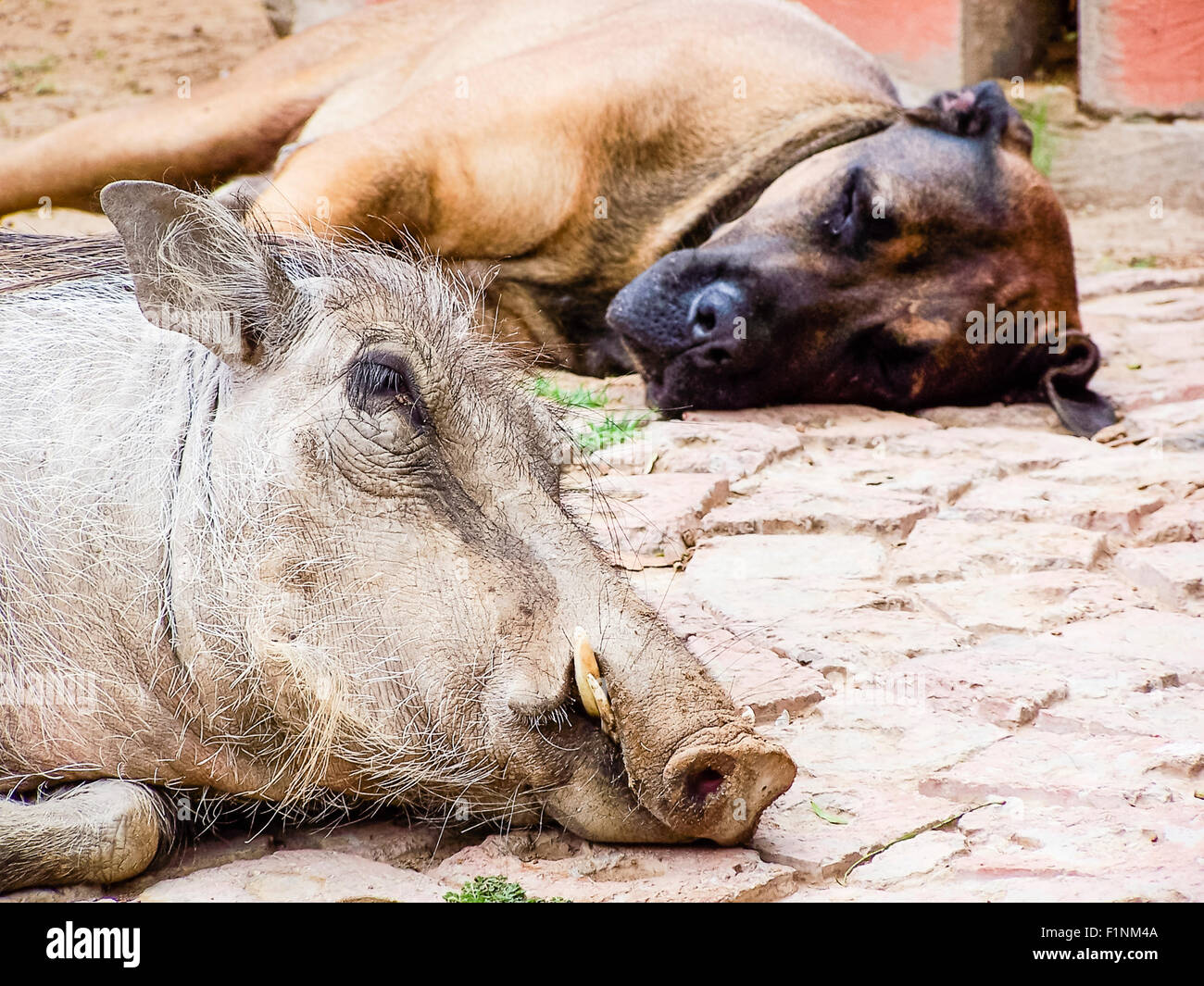 Ein großer Boer Boel Hund aus Südafrika und ein Warzenschwein liegen auf dem Boden schlafen Stockfoto