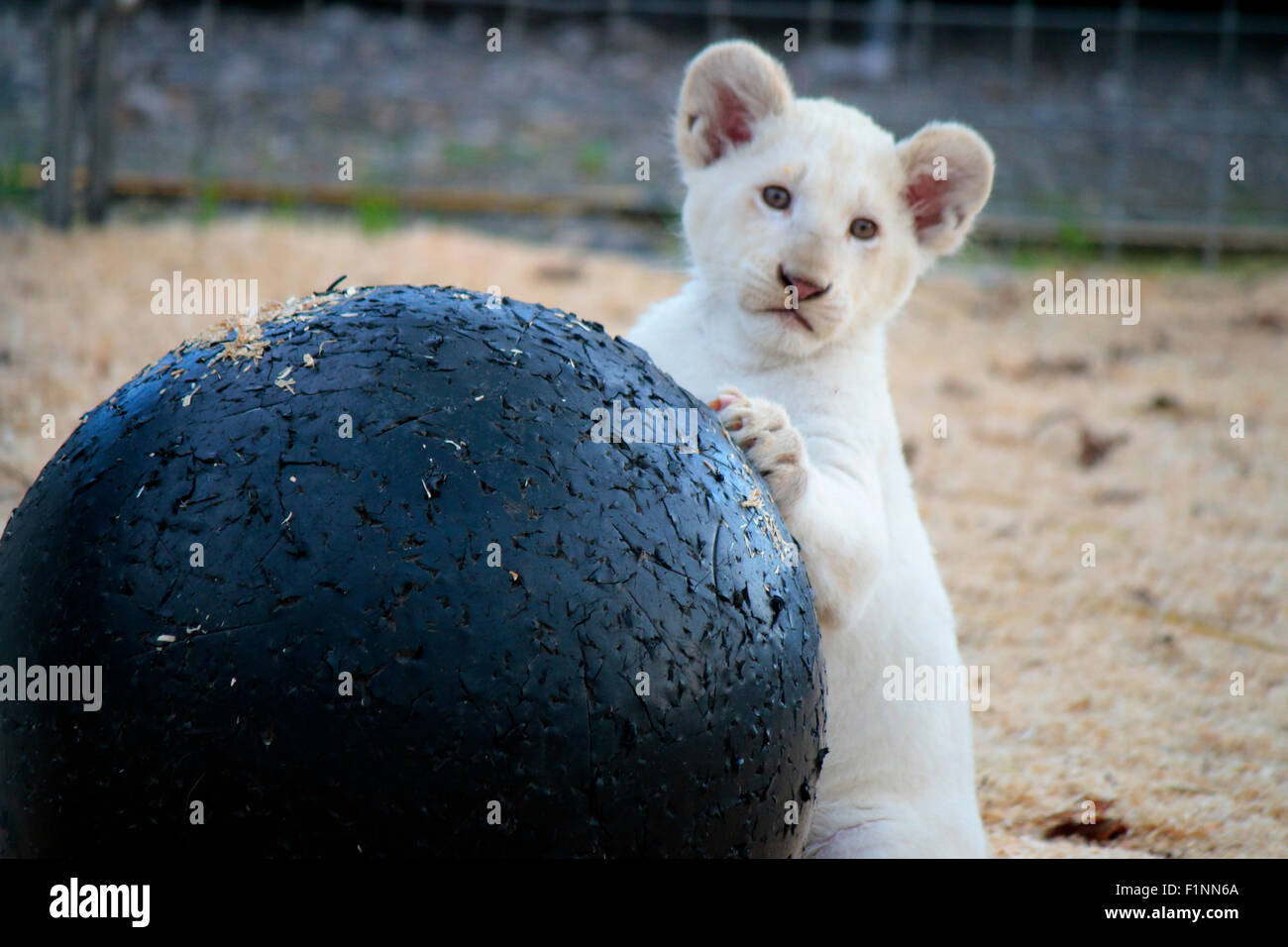 Loewenbaby, Berlin. Stockfoto