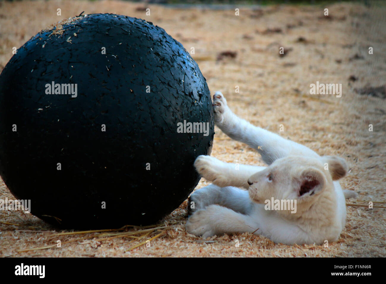 Loewenbaby, Berlin. Stockfoto