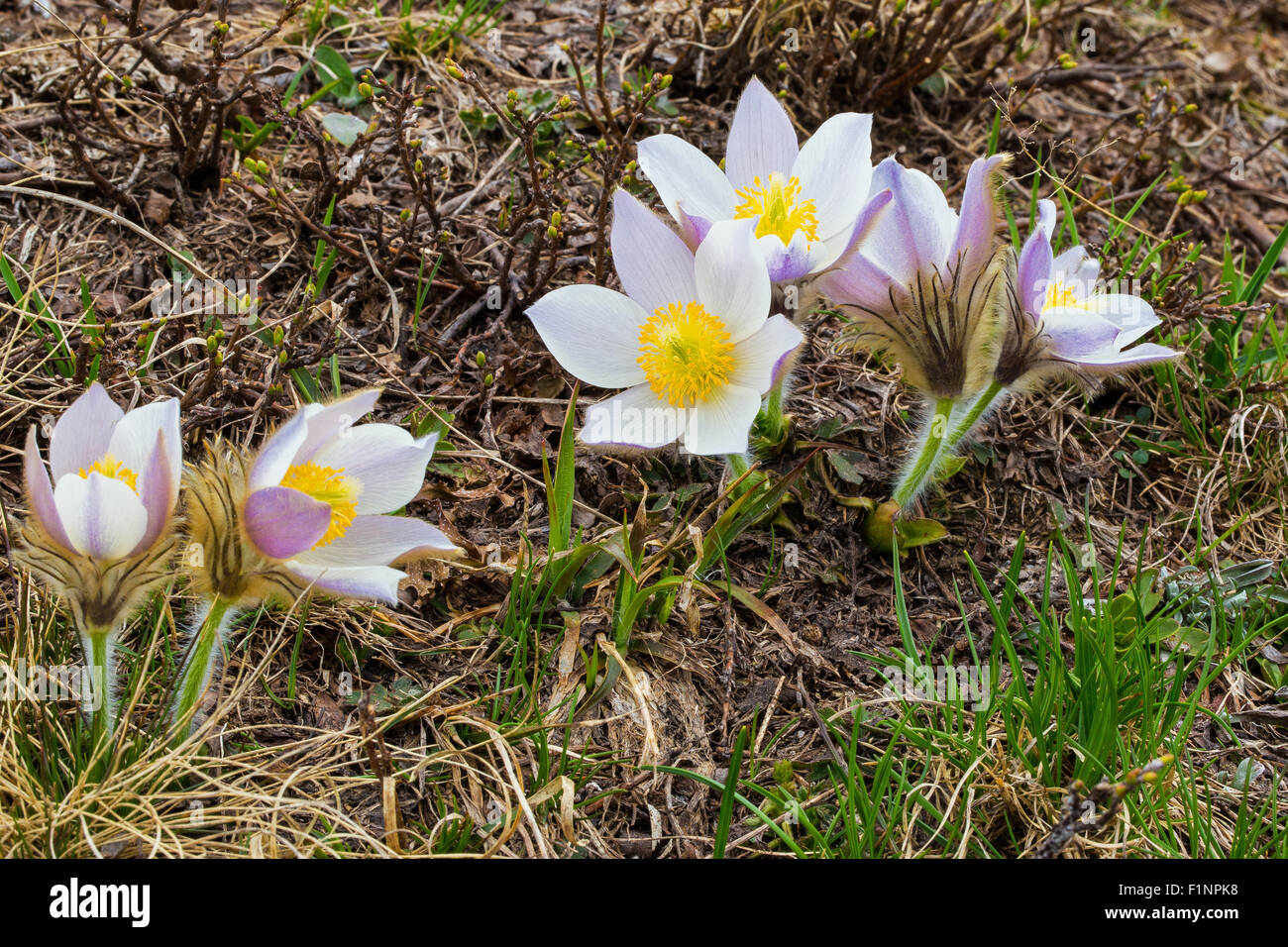 Pulsatilla vernalis. Anemone di primavera. Bergblumen in der Berggruppe Lagorai im Trentino. Italienische Alpen. Stockfoto