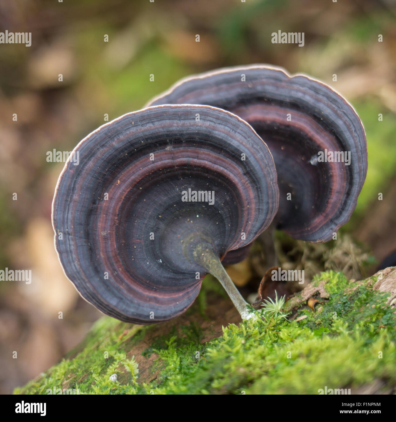 Austernpilze wachsen auf einem gefallenen Baumstamm in den alten Wald Stockfoto