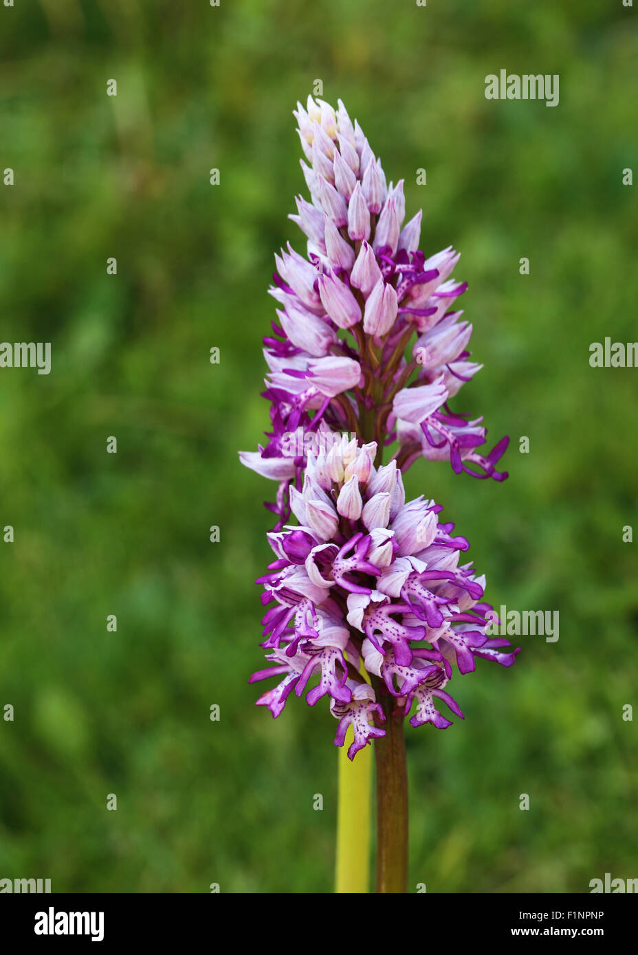 Orchis militaris L. Orchidea militare. Cansiglio-Plateau. Venezianische Voralpen. Italien. Europa. Stockfoto