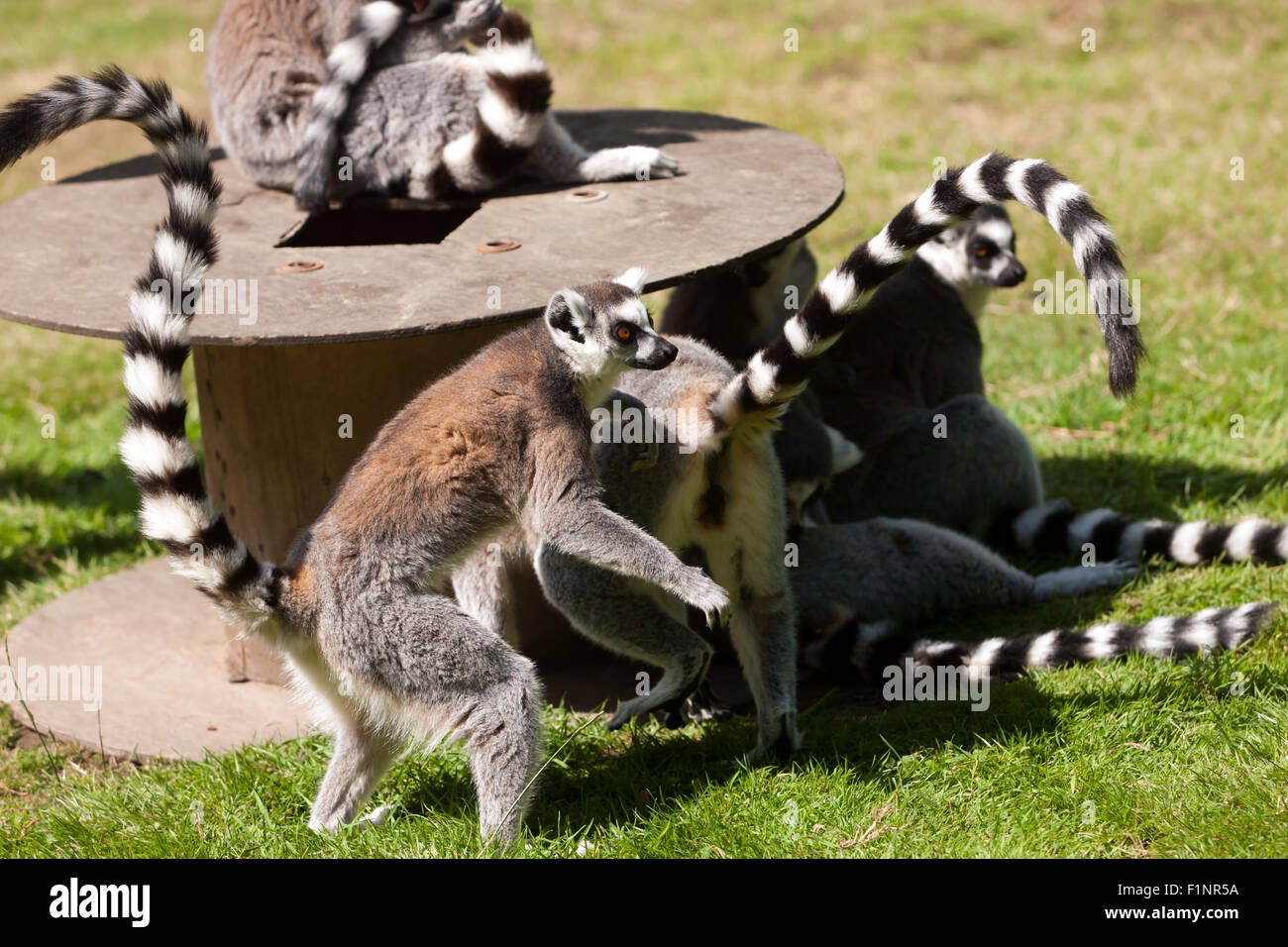 Blick auf eine Gruppe von Ring-tailed Lemur (Lemur Catta) in Wingham Wildlife Park, Kent, England Stockfoto
