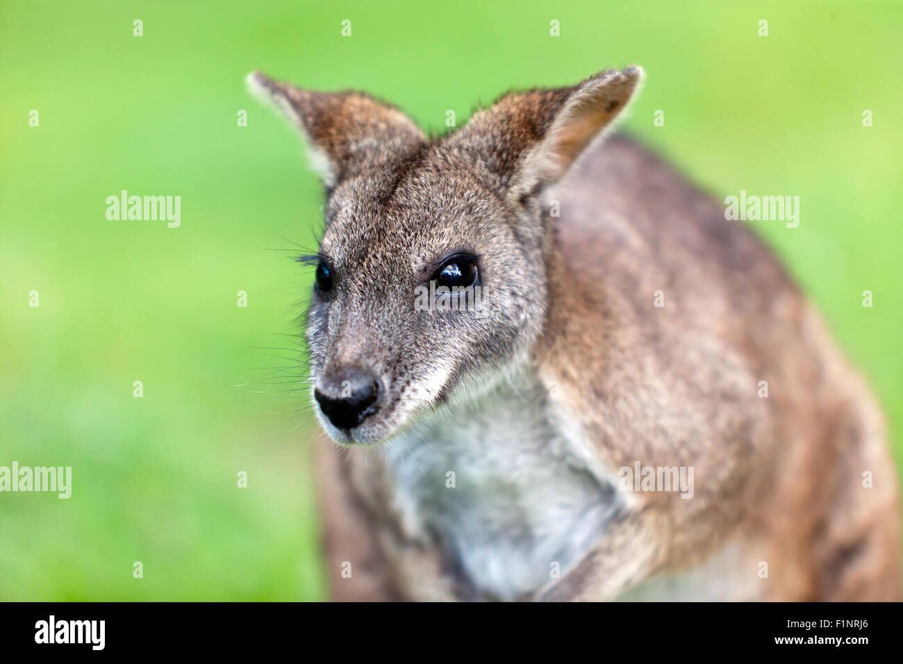 Nahaufnahme von einem Bennett Wallaby (Macropus Rufogriseus Rufogriseus) in Wingham Wildlife Park, Kent, England Stockfoto