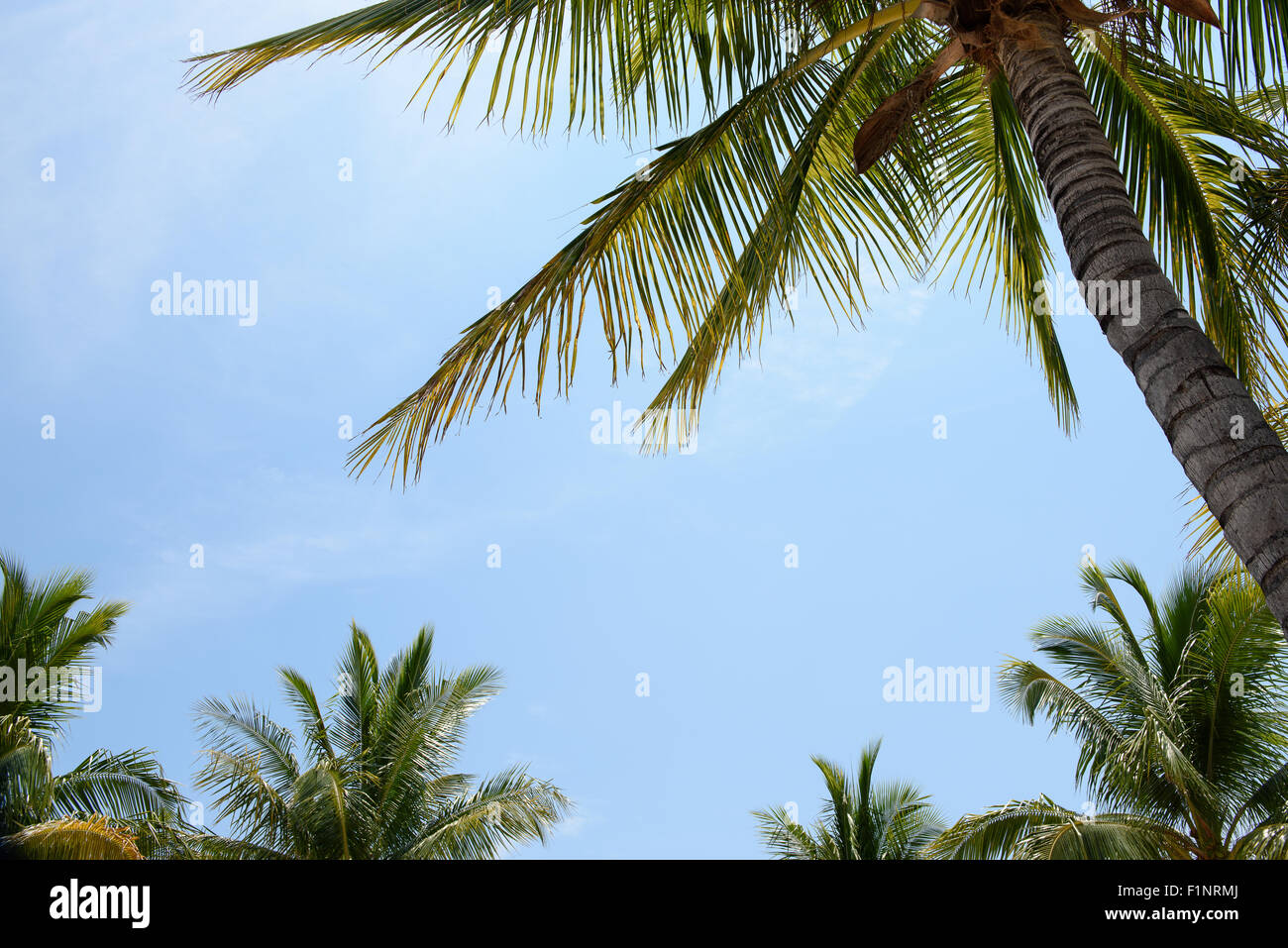 Baldachin/Palmenblättern vor blauem Himmel tropische Stockfoto