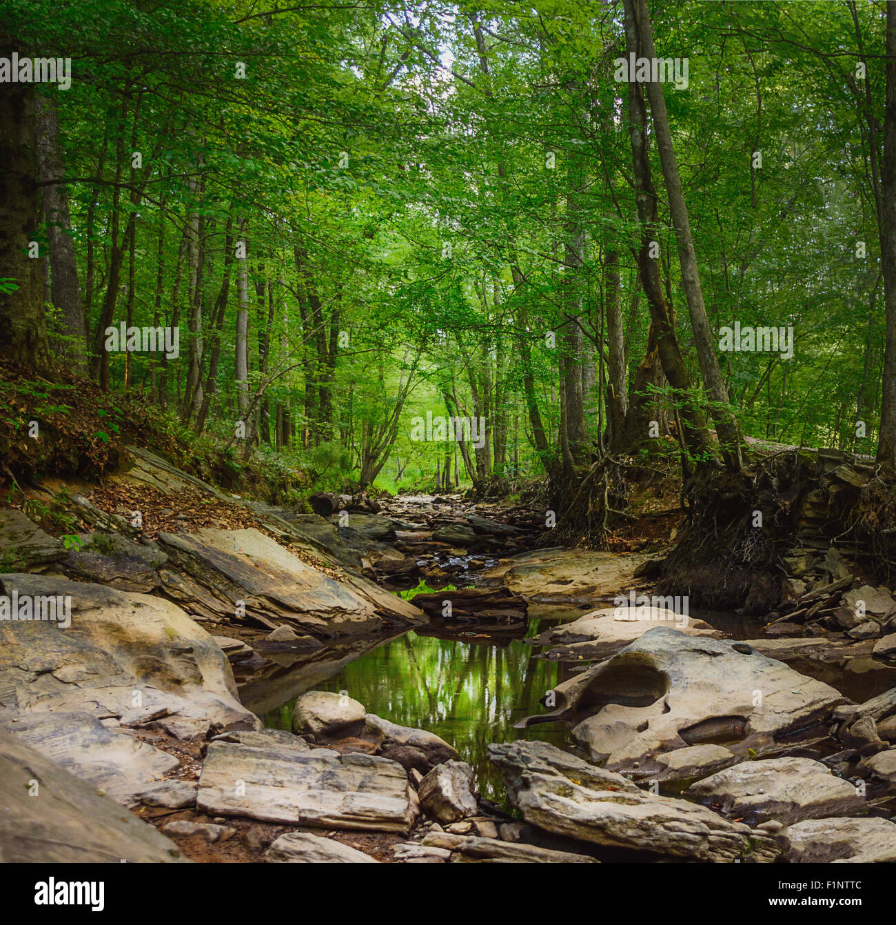 Grünen Wald mit eine Spiegelung Wasser, quadratisch, Sommer bis Anfang Herbst Stockfoto