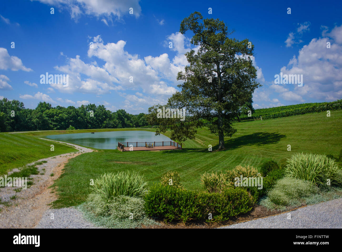 Schöne ruhige Sommerlandschaft Stockfoto