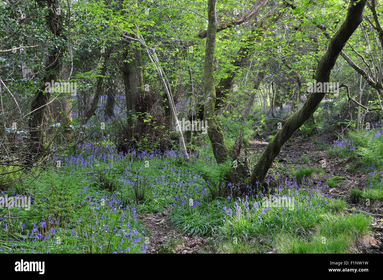 Mount Pleasant Lane, Kingcombe Wiesen DWT Naturschutzgebiet, Dorset Stockfoto