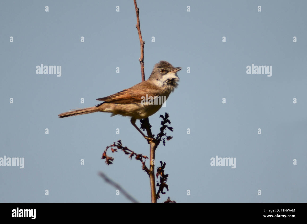 Ein gemeinsames Whitethroat singen von einer hohen Barsch UK Stockfoto